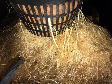 lots of roots on marijuana grown in hydroponics rdwc