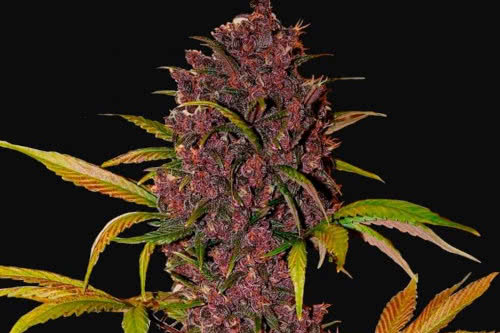 lsd 25 auto strain plant by fast buds