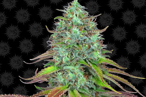 lsd auto plant by barneys farm