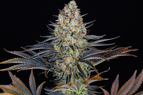 lsd strain by barneys farm