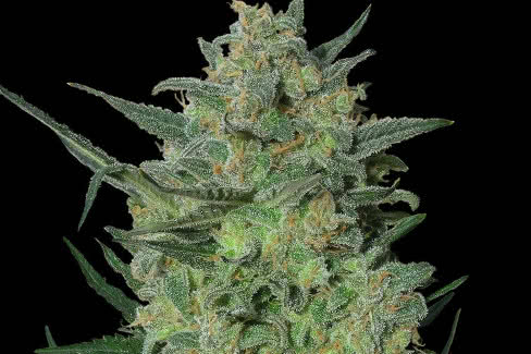 lsd cannabis plant by barneys farm