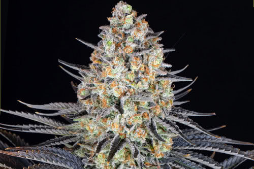 lsd feminized seeds cannabis plant