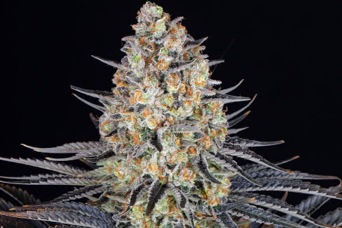 lsd cannabis plant by barneys farm