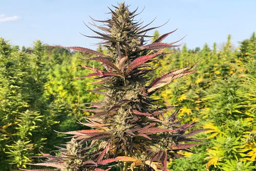 lucky lucy cbd low thc strain