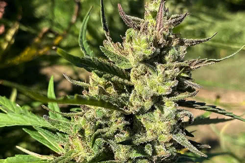 lucky lucy cbd strain plant by trilogene seeds