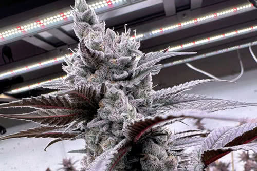 lung buster strain plant by solfire gardens