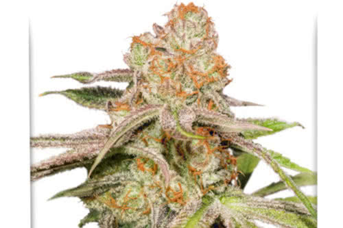 mac 1 auto strain by dutch passion