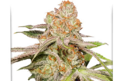 mac 1 auto weed strain