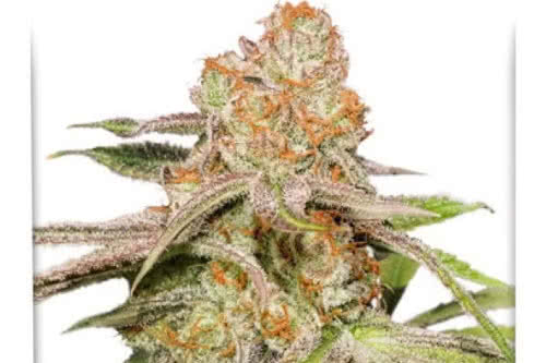 mac 1 auto strain by dutch passion