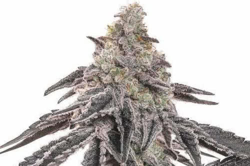 mac strain miracle alien cookies by blimburn