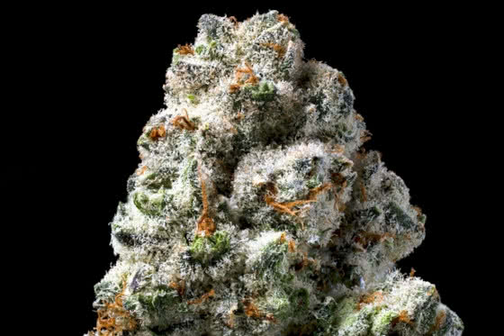 macro dried cannabis bud frosted trichomes