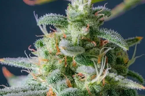 magic castle auto strain plant by night owl seeds