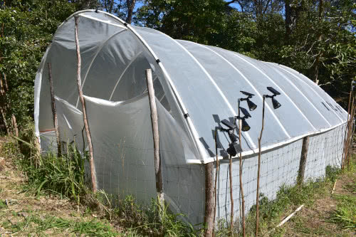 makeshift cannabis greenhouse with pvc