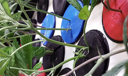closeup of cannabis cutting stems and media of an aeroponic cloner