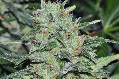 malawi strain plant by ace seeds