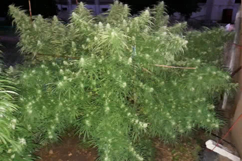 malawi landrace strain by ace seeds