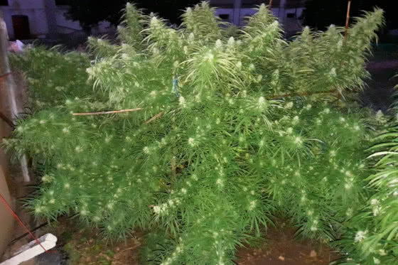 malawi sativa strain plant by ace seeds