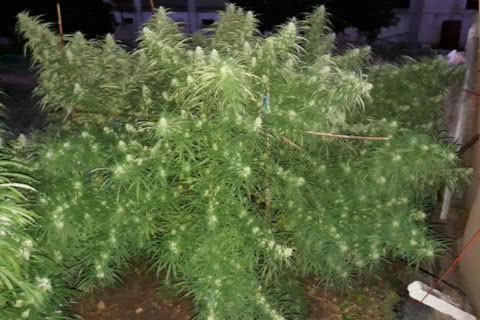 malawi sativa strain plant by ace seeds