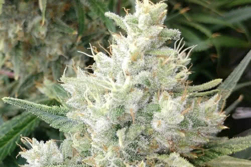 malawi x panama strain plant by ace seeds