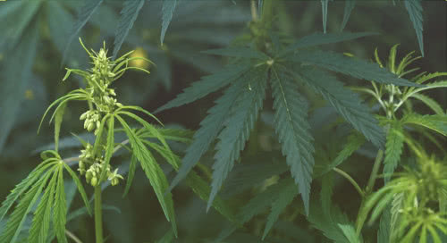 male and female cannabis plants