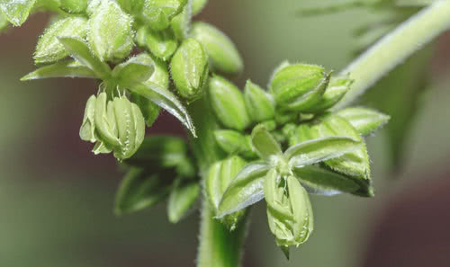 male cannabis plant pollen sac