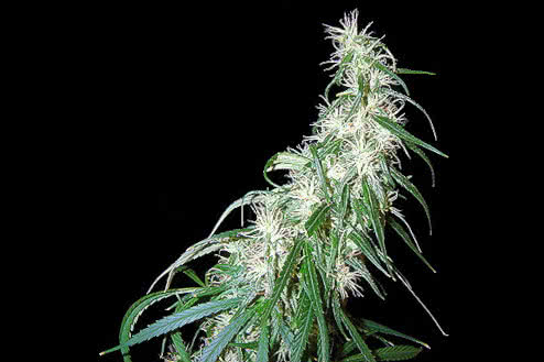 mama thai regular strain plant