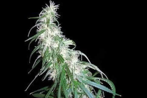 mama thai landrace strain by seedsman