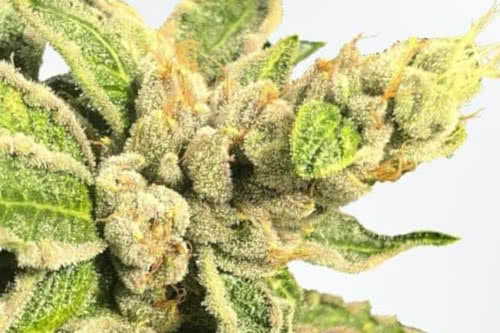 mamacitas cookies marijuana strain fem seeds by Ministry of Cannabis