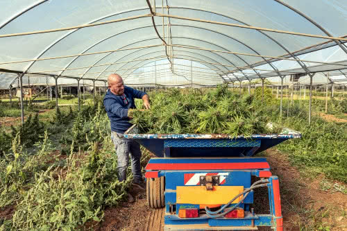 man harvesting cannabis in greenhouse