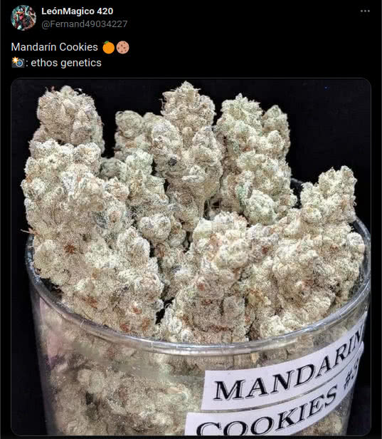 mandarin cookies by, ethos genetics, tweet of jarred buds