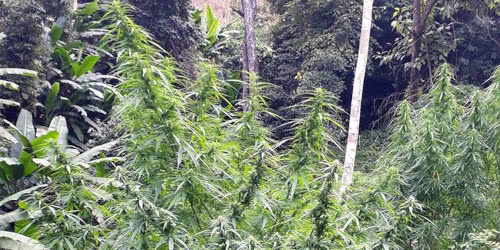 marijuana growing in wet humid jungle