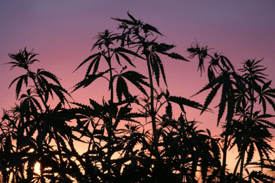 marijuana plant silhouette sunset