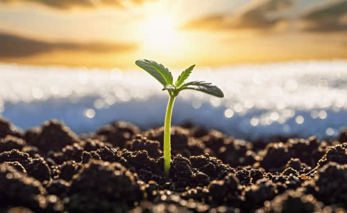marijuana seedling sprout