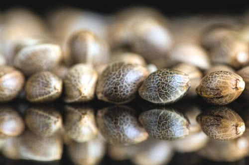 marijuana seeds closeup