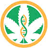 marijuana leaf genetics icon