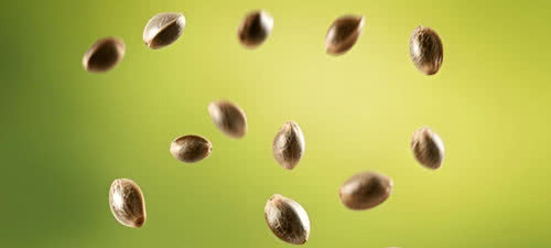 marijuana seeds scattered