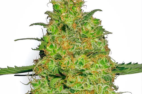 master kush auto seeds