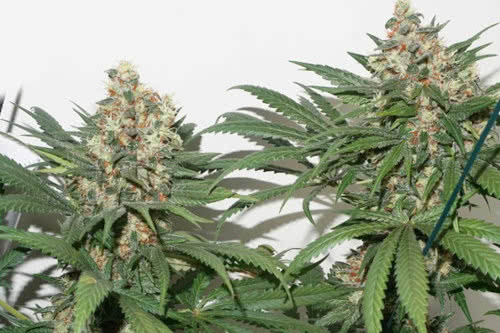 master kush strain by dutch passion