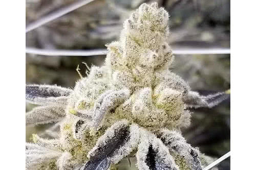 masterpiece strain plant by in house genetics