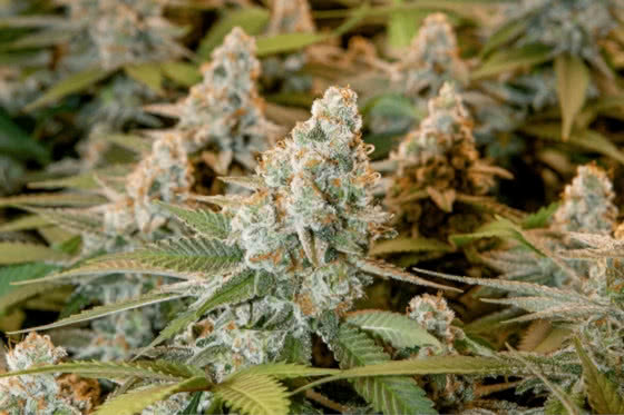 mature cannabis plants buds with trichomes