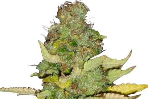 maui wowie sativa strain plant by ilgm