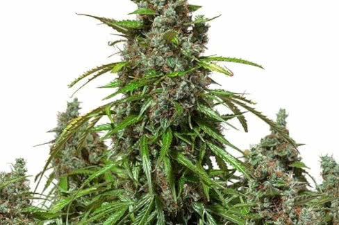 mazar auto cannabis plant by dutch passion