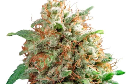 mazar landrace strain by dutch passion