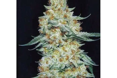 member berry rbx1 strain plant by ethos genetics