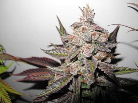 Mendocino Purple Kush - Medical Seeds