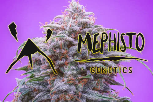 mephisto genetics logo and cannabis plant