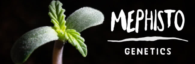 mephisto genetics top seed strains guide banner