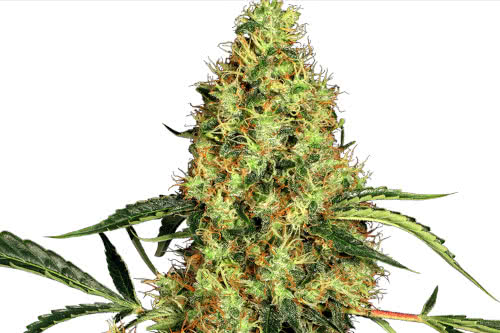 mexican sativa strain by sensi seeds