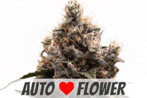 mimosa auto strain by ilgm