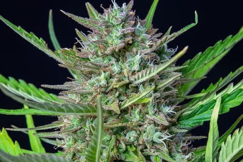 mimosa auto strain plant by royal queen seeds